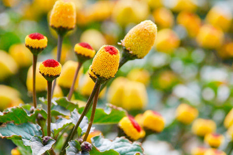 I benefici dell'Acmella Oleracea