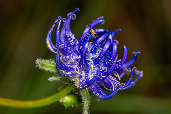 Artiglio del Diavolo e Arnica Montana