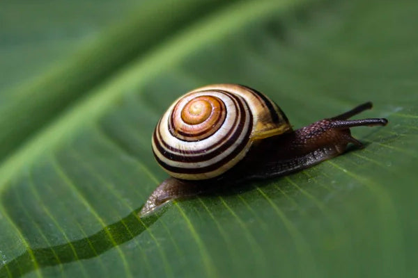 BAVA DI LUMACA BIOLOGICA